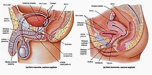 VESCICA URINARIA: ASPETTI