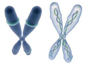 Tali cellule possono essere identificate ed isolate nel prelievo di sangue di una frazione di pazienti affetti da tumore, ma sono presenti generalmente in numero estremamente esiguo.