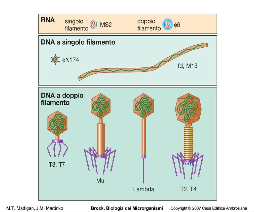 Fago lambda Il genoma di lambda è una molecola lineare a doppio filamento di 48 kbp.