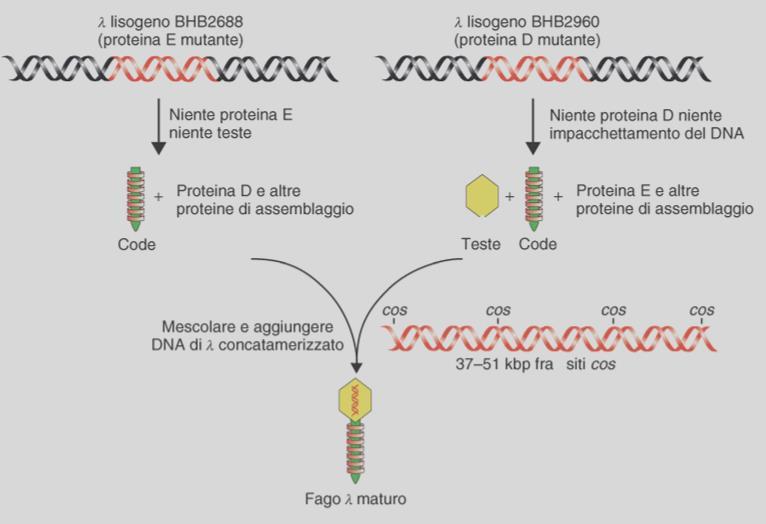 Packaging in vitro di particelle fagiche Un packaging molto efficiente in vitro può essere ottenuto mescolando il DNA ricombinante di, con due ceppi di E.