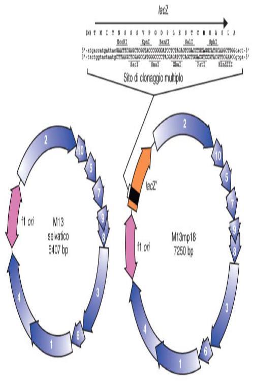 Il batteriofago M13 come vettore per il clonaggio di DNA a singolo filamento Il genoma del fago M13, nella sua forma replicativa intermedia RF, viene utilizzato come vettore di clonaggio.