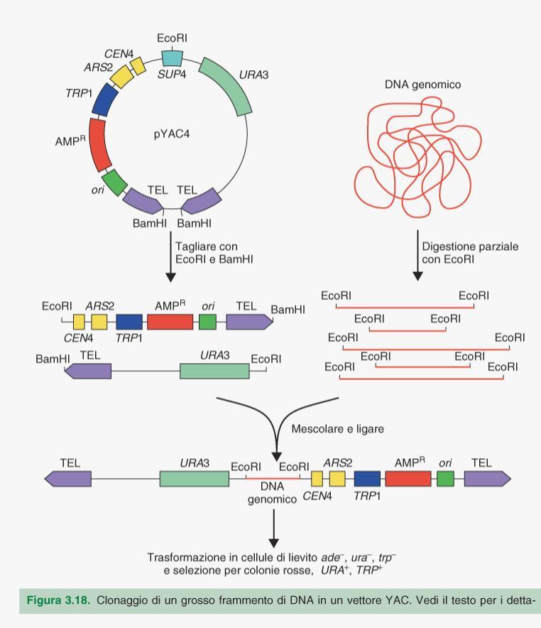 Cromosomi artificiali di lievito:yac I vettori YAC contengono: -un centromero (CEN4) -una sequenza a replicazione autonoma (ARS1) che permette la replicazione autonoma rispetto alle origini di