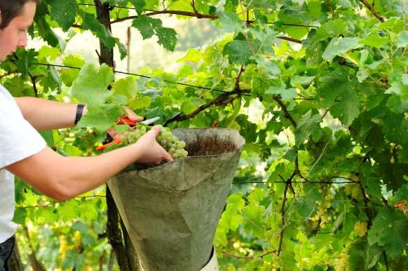 di fuori di piccole quantita di varieta autoctone - Vigneti: a cappuccina