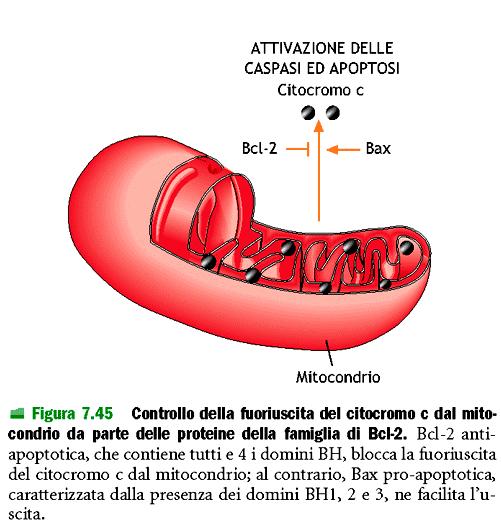 mitocondrio: causata da