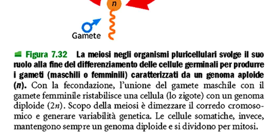 della fecondazione per dare origine a un nuovo individuo).