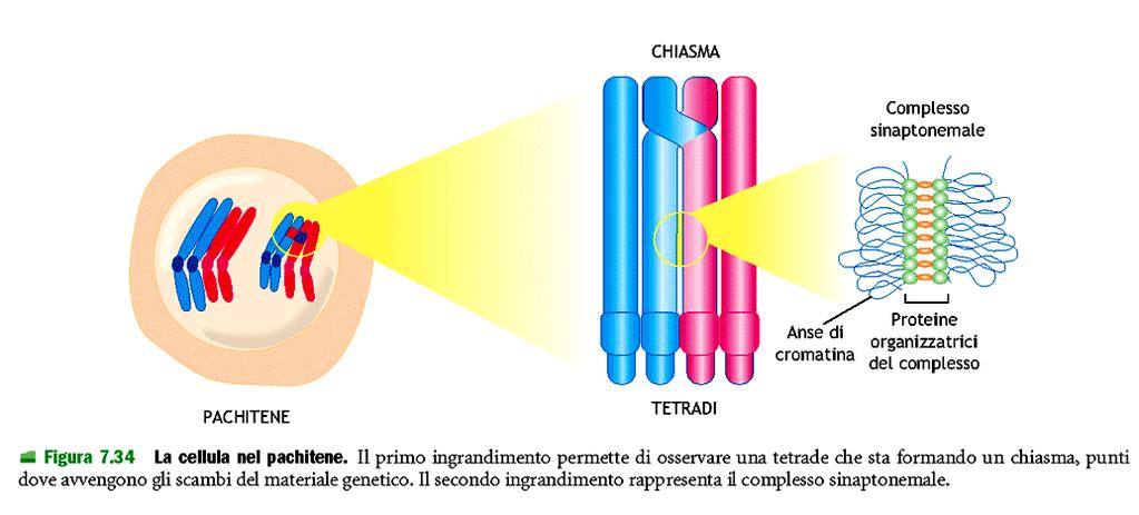 3) pachitene, in questa fase avviene il crossing over, lo