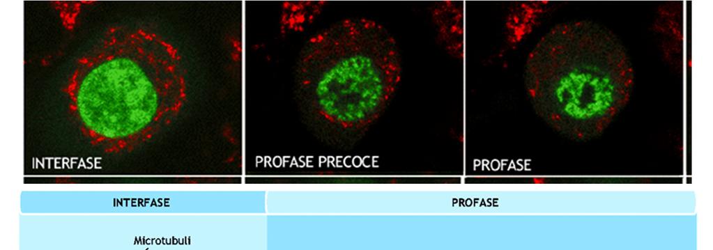 Fasi della mitosi: Profase Ogni cromosoma è costituto da due cromatidi fratelli uniti a