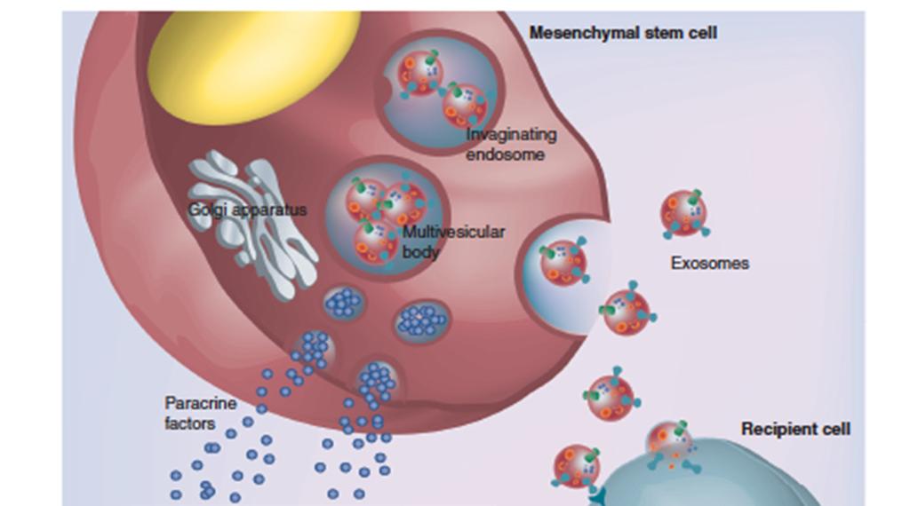 Le cellule mesenchimali possono