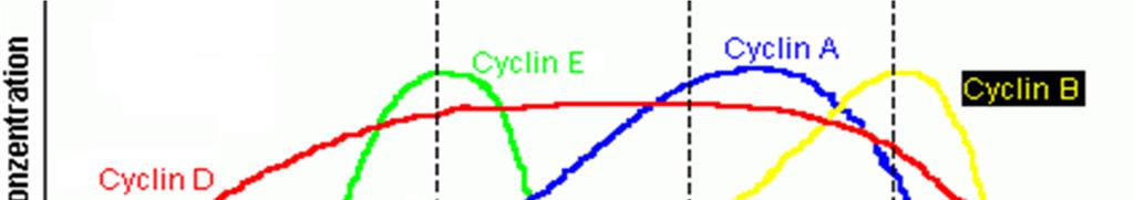 The collapse of various cyclin species as cell advance from one
