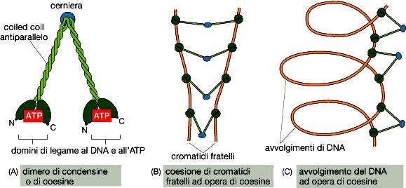 Le condensine e le coesine hanno struttura e funzione correlate: Entrambe le proteine hanno domini di legame all DNA e all ATP identici ad un estremità e una regione di