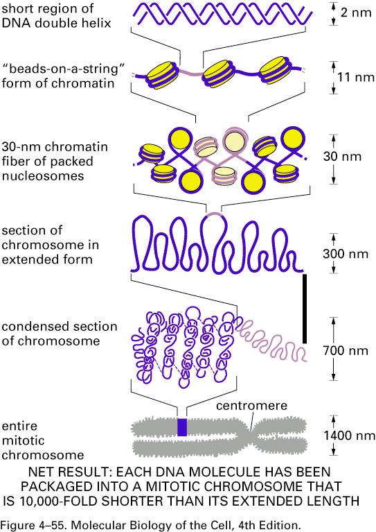 Condensin is Required for Chromosome