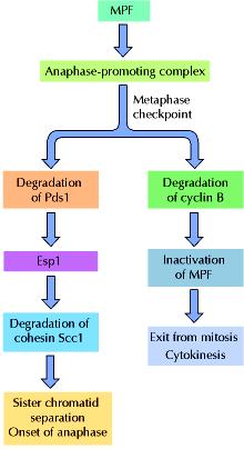 Proteolisi e inattivazione dell MCdk: anafase e telofase B-Cdk Un punto di controllo importante del ciclo cellulare controlla l allineamento dei cromosomi sul fuso metafasico.