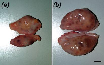 24-48 Dog Prophase