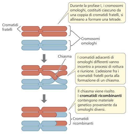 Metafase I