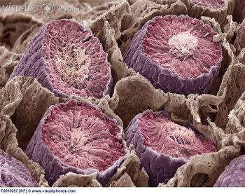 Spermiogenesi Fase del Golgi: formazione dei granuli