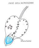 il flagello Fase Acrosomale: disposizione acrosoma,