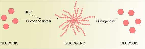 infatti può essere visto come un "contenitore" di monomeri di glucosio pronti per essere instradato nella glicolisi qualora servisse energia alla cellula.