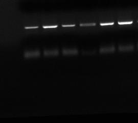 WHITE T 0 1,6 1,4 1,2 RT-PCR ANALISYS FOR IL-17 GENE EXPRESSION 1 T 2 0,8