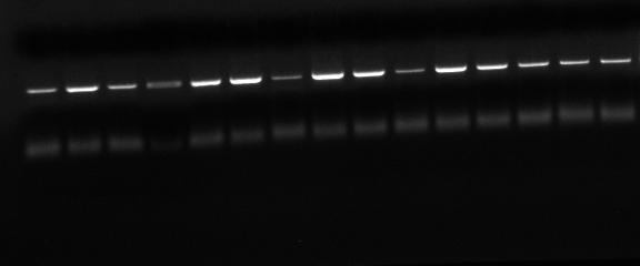 p19 p20 T 0 T 2 1,6 1,4 1,2 1 0,8 0,6 0,4 0,2 0 RT-PCR ANALISYS FOR OPN GENE