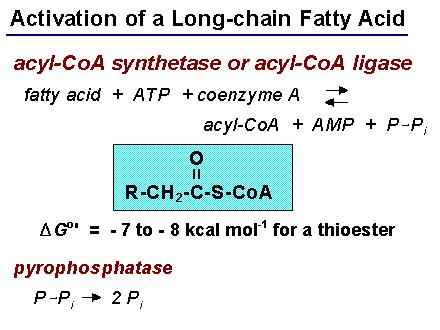 L enzima acil CoA sintetasi (= acido grasso tiokinasi) sta sulla membrana mitocondriale est.