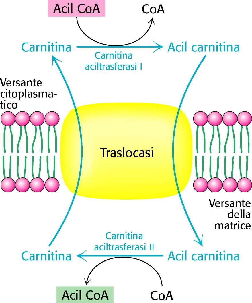 Gli ac. grassi con - di 12 C possono attraversare la m. mitoc. int. senza l aiuto della carnitina.