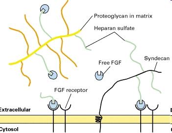 Modulazione dell attività del Fibroblast growth Factor (FGF) da parte dei proteoglicani ad eparan solfato Il FGF libero non è in grado di legarsi ai recettori del FGF sulla membrana plasmatica.