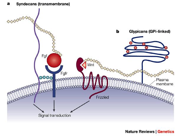 Proteoglicani di membrana : catene di Eparan solfato (HS). : catene di condroitin solfato (CS). : legami disolfuro Ggfs: Fibroblast growth factors (Fgfs).