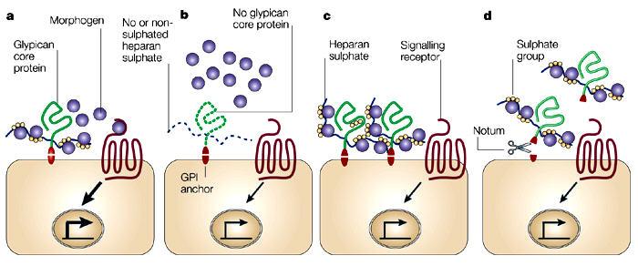 Funzione dei glipicani nel segnalamento mediato da fattori di crescita a I glipicani funzionano come proteine a bassa affinità verso le sostanze morfogenetiche secrete.