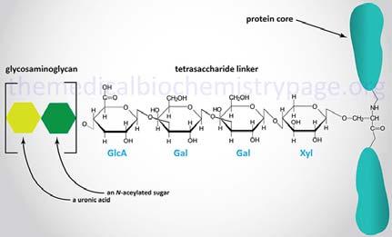 Proteoglicani Sono costituti da un asse proteico («core protein») a cui si lega covalentemente un elevato numero di glicosaminoglicani, che costituiscono circa il 90% della molecola di proteoglicani.