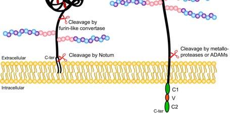 Proteoglicani I proteoglicani sono una famiglia di glicoproteine altamente glicosilate, in cui le componenti glucidiche sono predominantemente glicosaminoglicani.