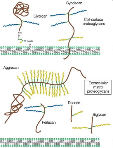 I proteoglicani consistono in una proteina assiale (marrone) a cui sono legate covalentemente una o più catene di glicosaminoglicani ([blu] HS; [giallo] CS/DS).