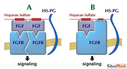 Modelli di interazione tra HS PG (proteoglicano ad eparan solfato) con il Fibroblast Growth Factor (FGF ) e con FGFR (recettore