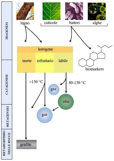 Combustibili fossili Kerogene I: degradazione di biomasse algali e batteriche (alto rapporto H/C, basso O/C), rara, tipica degli scisti bituminosi.