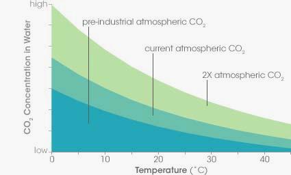 Ciclo del Carbonio negli oceani Quando Temp. oceani aumenta, diminuisce dissoluz.