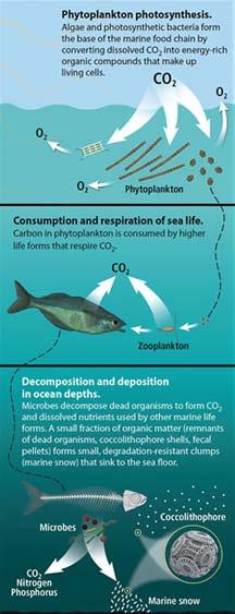 Carbon from the atmosphere enters the ocean depths in areas of deep water formation in the North Atlantic and offshore of the Antarctic Peninsula.