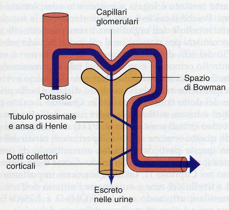 REGOLAZIONE RENALE DEL K + K + è lo ione intracellulare + abbondante Il K + extracellulare (2% del potassio totale dell organismo) è estremamente importante per la regolazione dei tessuti eccitabili