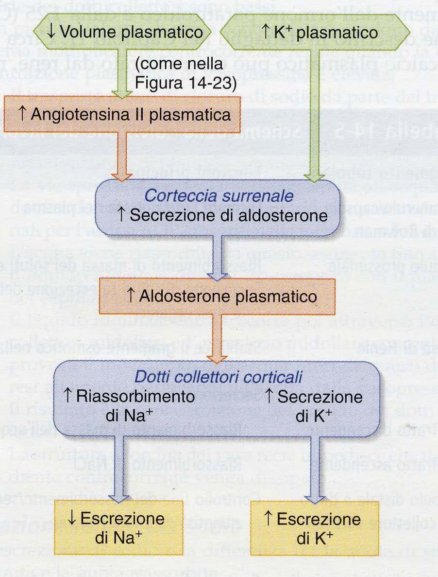 il carico di K+ è velocemente ridotto dall azione veloce dell insulina, aldosterone e adrenalina