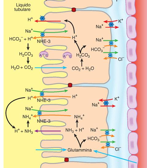 Riassorbimento del bicarbonato nel tubulo prossimale Tubulo prossimale: secerne H + e riassorbe HCO 3 - Antiporto Na/H secerne H + Formazione di CO 2 Diffusione di CO 2, formazione di H +, HCO 3 -
