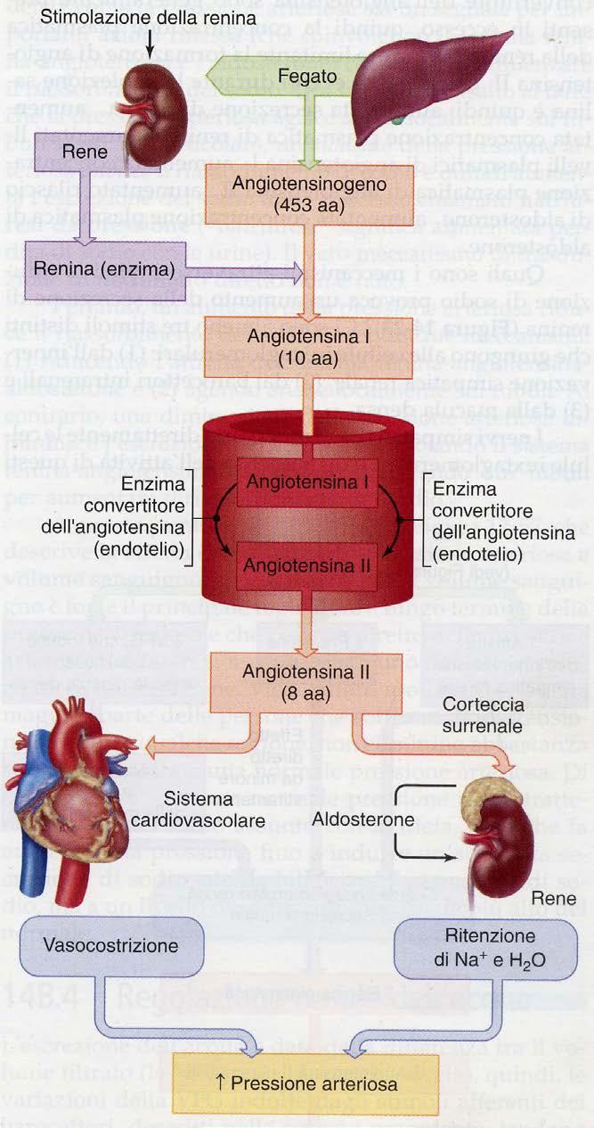 * Il sistema renina-angiotensina-aldosterone Le cellule epatiche e juxtaglomerulari secernono rispettivamente angiotensinogeno e renina.