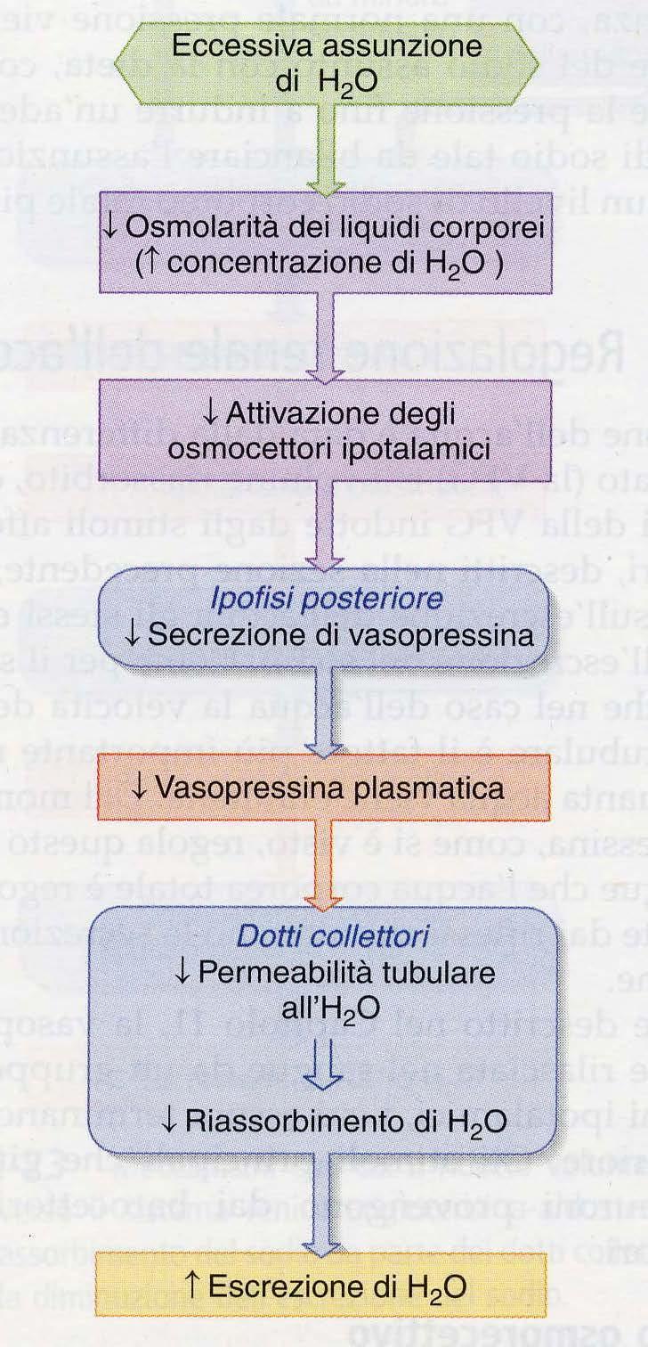 L eccessiva assunzione di acqua RIDUCE la