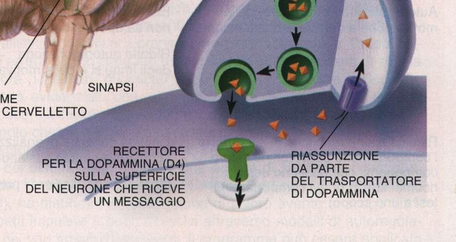 SINAPSI DOPAMINERGICA