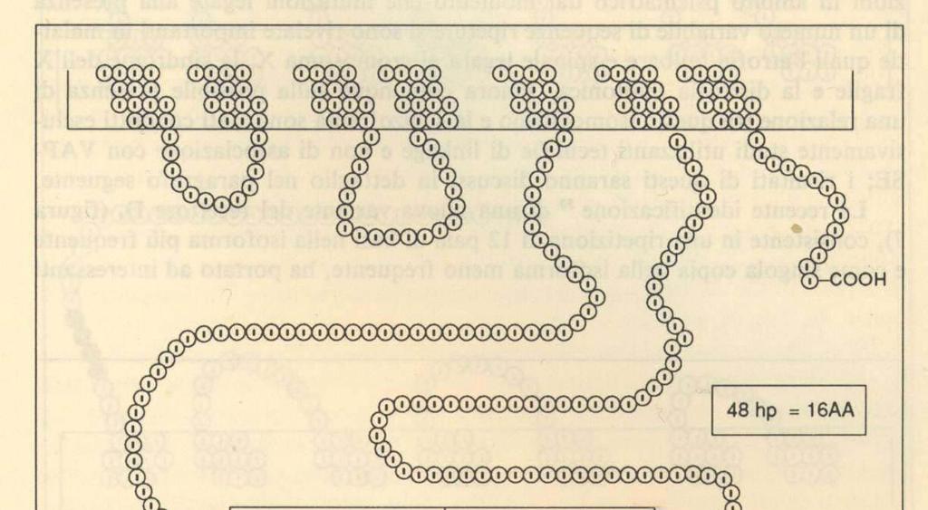 ISOMORFISMI NEL 3 LOOP