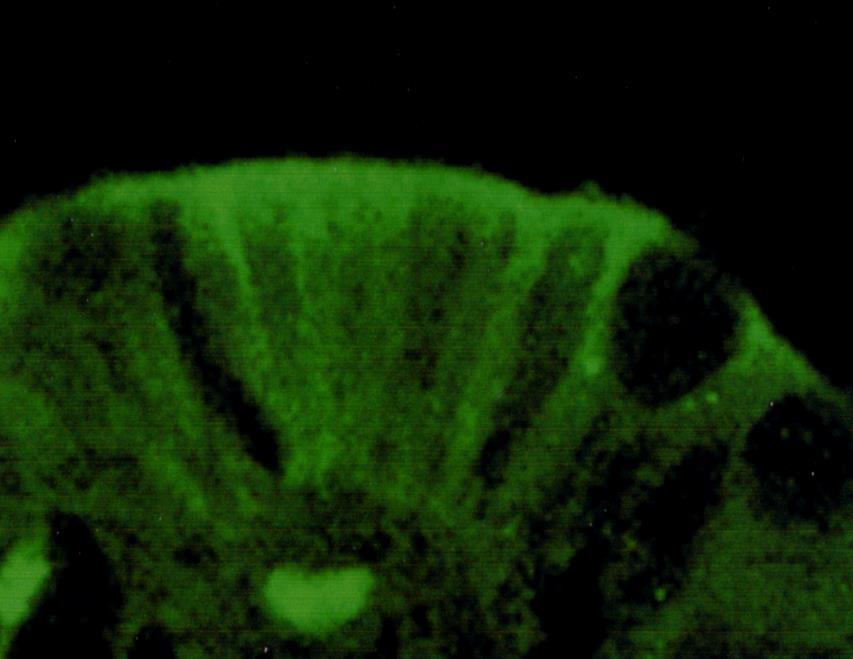 L osservazione è stata effettuata mediante microscopia confocale a fluorescenza obiettivo 100X Immunolocalizzazione di BK in epitelio intestinale di anguilla.