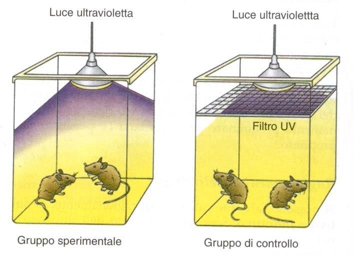 Esempio: esperimento per dimostrare che la luce ultravioletta provoca la cataratta.