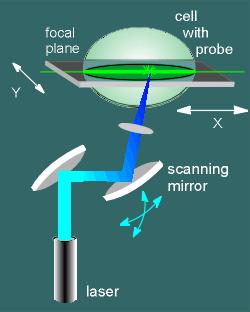 Miscoscopia confocale Il punto focale stesso, attraverso un sistema di specchi oscillanti, viene spostato attraverso tutto il campo visivo dell'obbiettivo così da effettuare una