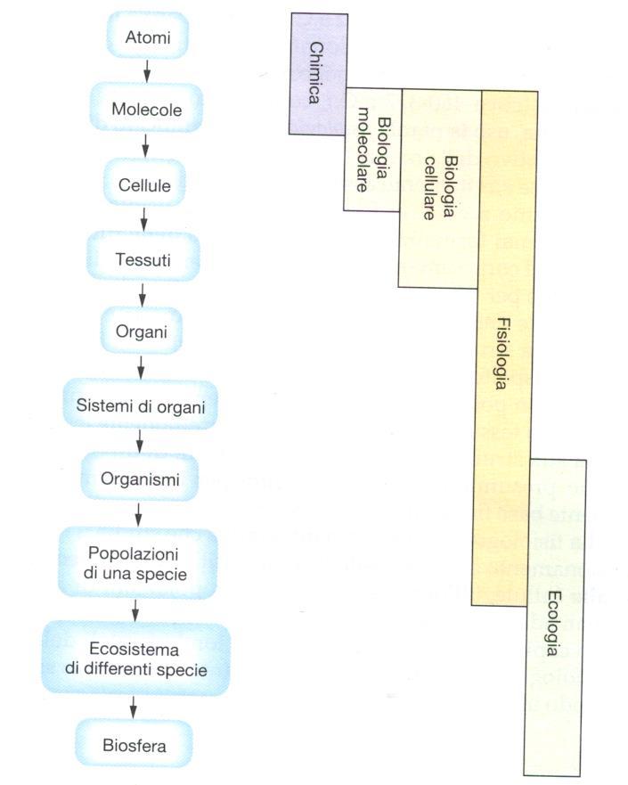 Livelli di organizzazione biologica studiati dalla fisiologia Le Tecniche utilizzate