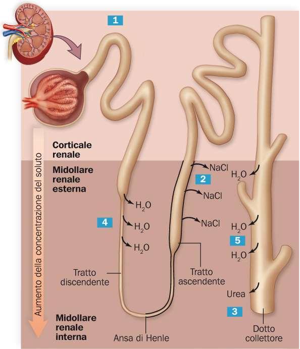 L ansa di Henle serve a creare le condizioni ideali per creare una urina ipertonica L aumento osmotico di NaCl nella midollare e l incremento di