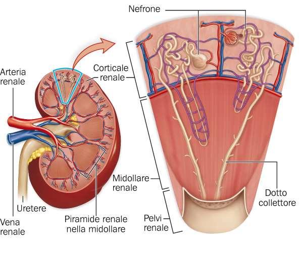 I reni sono formati da tre settori anatomici e funzionali La corticale renale (o corteccia renale) è la regione più esterna del rene, di aspetto granuloso.