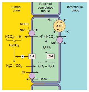 INIBITORI DELL'ANIDRASI CARBONICA ACETAZOLAMIDE (Diamox) -Agiscono sul tubulo contorto prossimale -Inibiscono