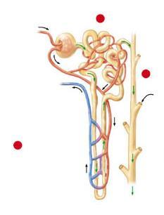 Arteriola proveniente dall arteria renale Corpuscolo di Malpighi Glomerulo Tubulo prossimale Capillari Arteriola proveniente dal glomerulo Diramazione